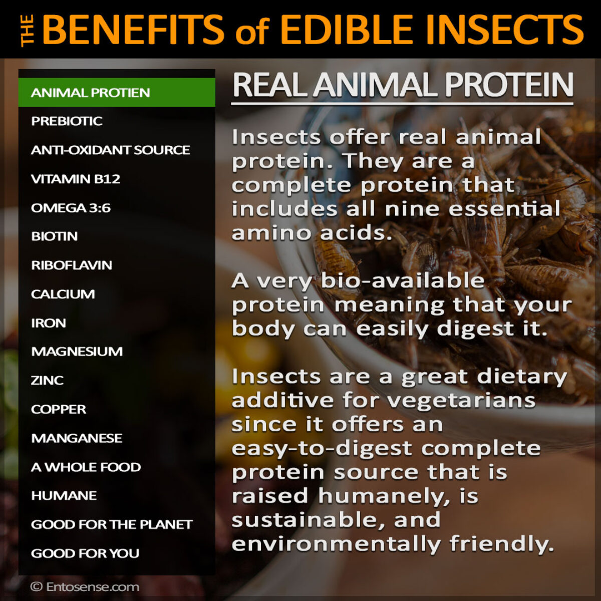 Edible Insect Nutrition Information