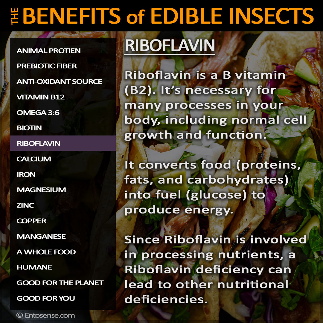 Edible Insect Nutrition - Riboflavin