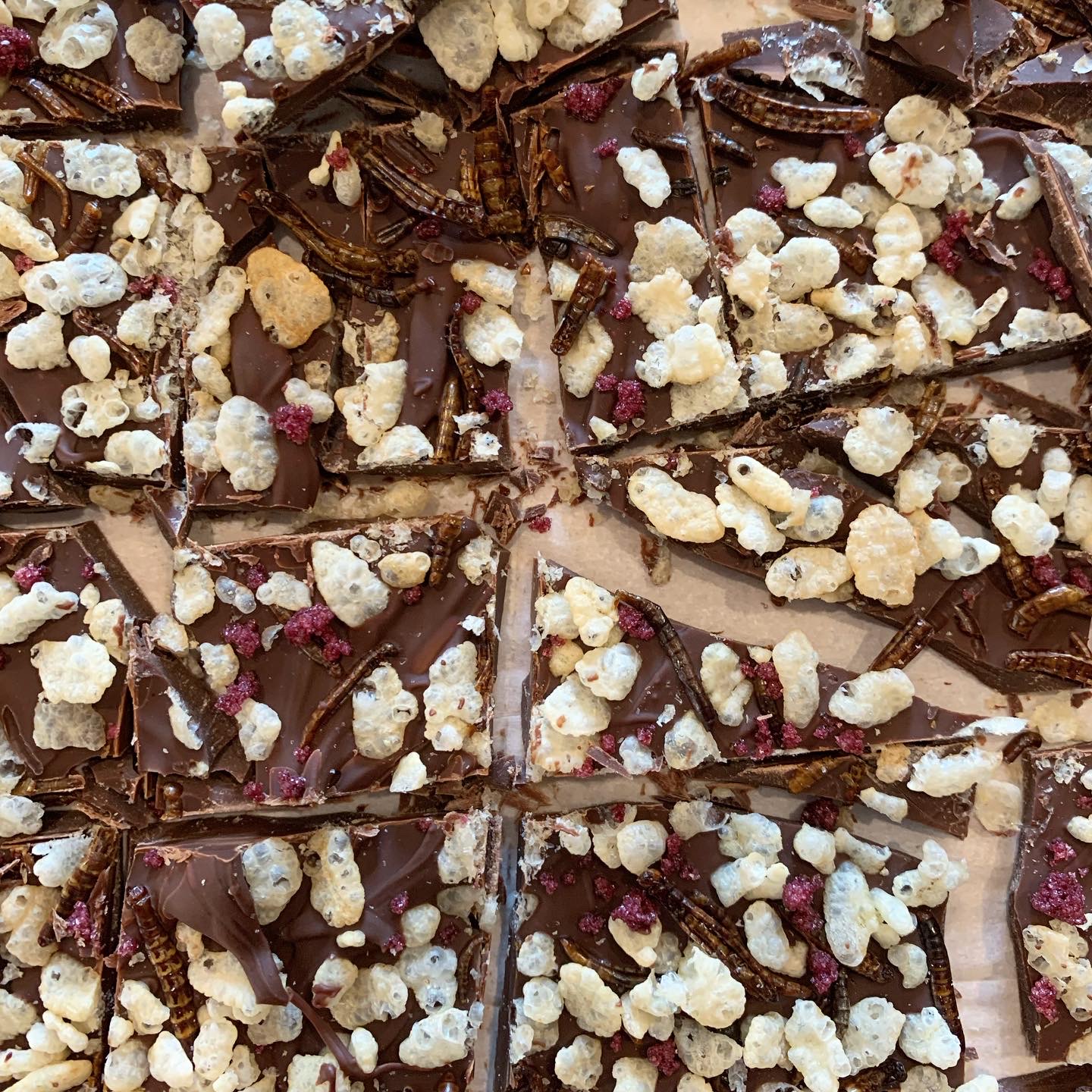 Mealworm Chocolate Bark with rice krispies