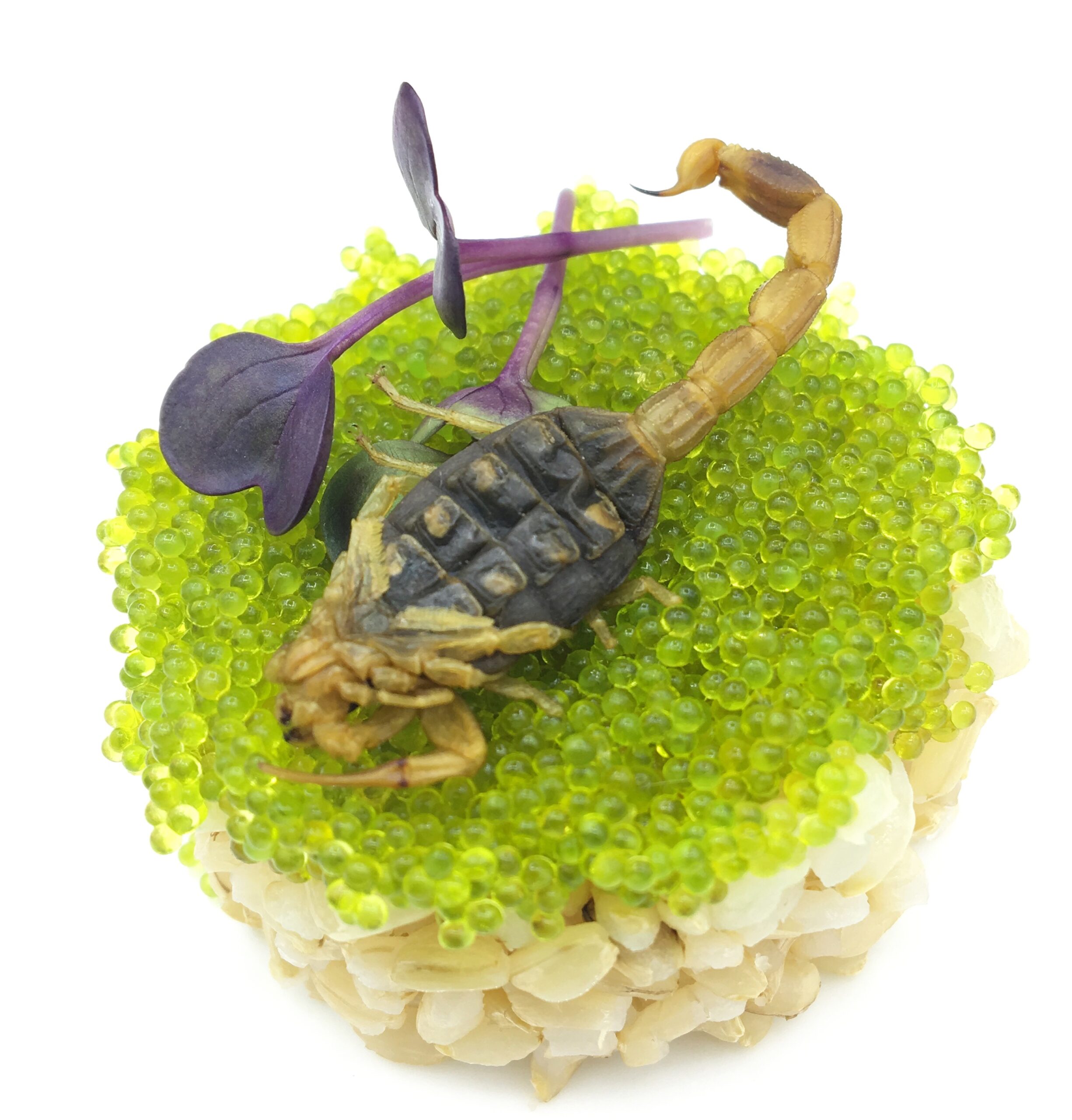 Chef Joseph Yoon - Scorpion, Tobiko, Rice