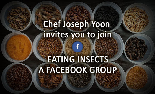 Edible Insects Facebook Group