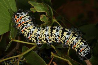 Mopani Caterpillar