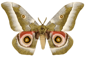 Mopani Moth - Gonimbrasia Belina