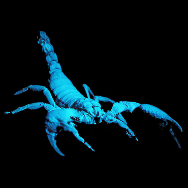 Scorpions Glow