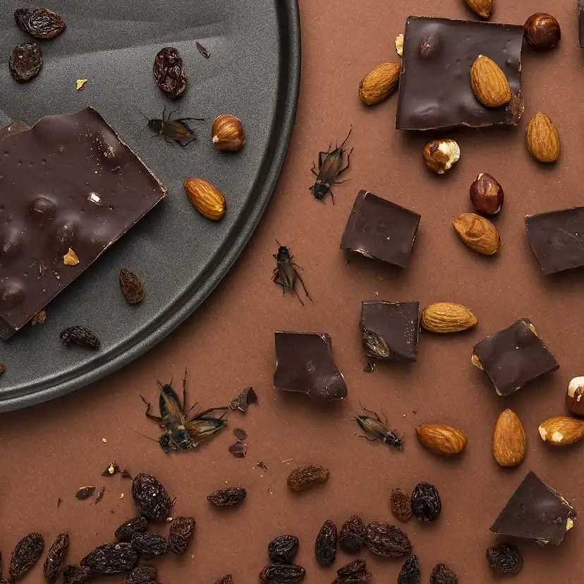 Cricket Chocolate Cricket Chocolate