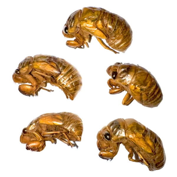 5 Edible Cicadas