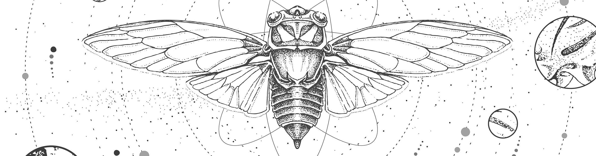Cicada Symbolism