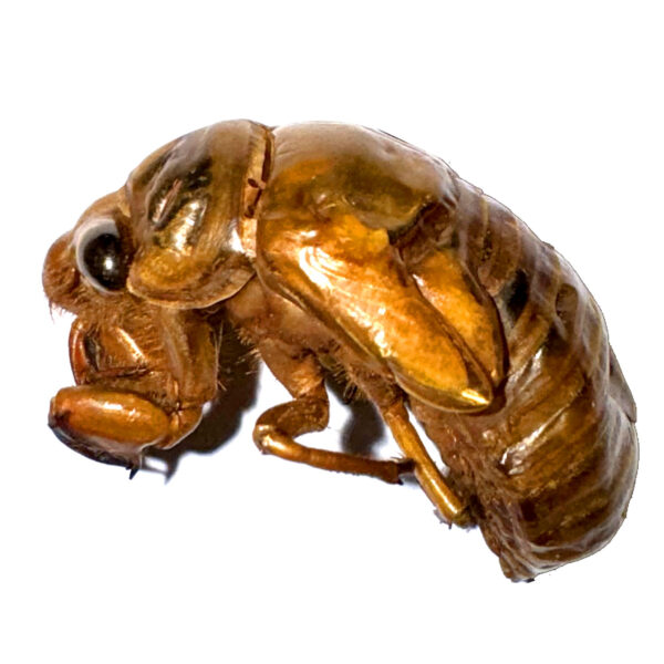 Edible Cicada
