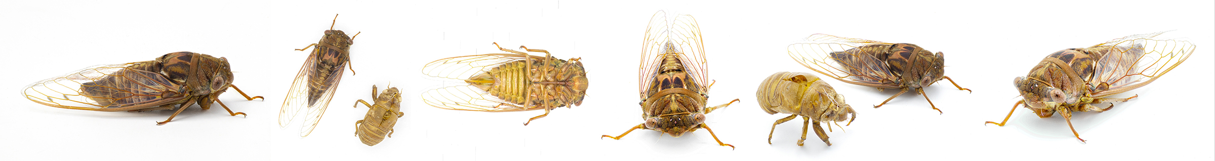 Cicadas for human consumprion